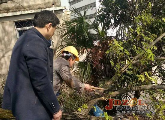 珠山街道莲社路社区:清理危树,消除隐患