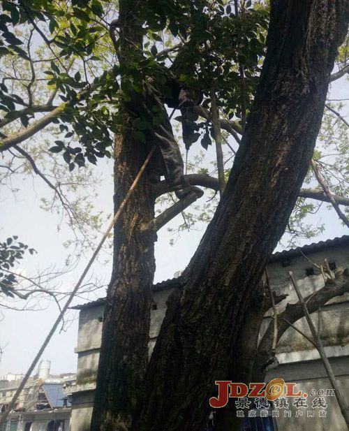 珠山街道莲社路社区:清理危树,消除隐患