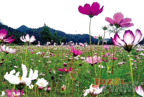 [砥砺奋进的五年]浮梁县王港乡高沙村：格桑花开迎客来