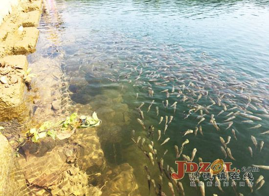 景德镇市渔业渔政局百万尾鱼苗放流沧溪河
