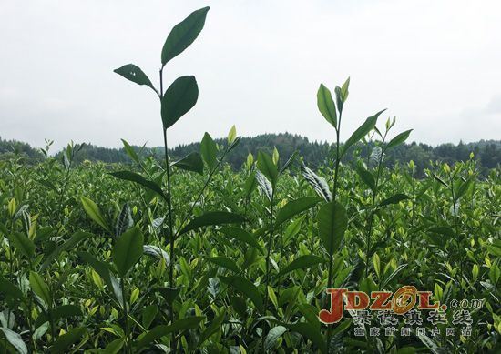 浮梁中洲村：升级“放心”路，架设“便民”桥