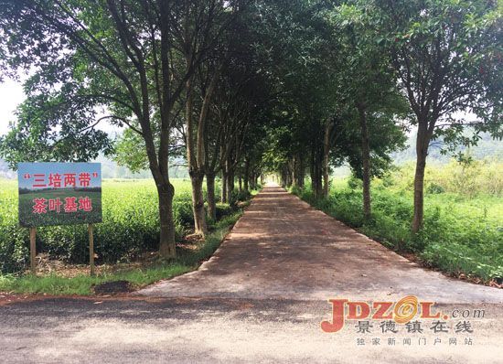 浮梁中洲村：升级“放心”路，架设“便民”桥