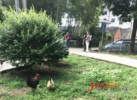 乐平市洪岩镇吴家村大力实施产业脱贫战略