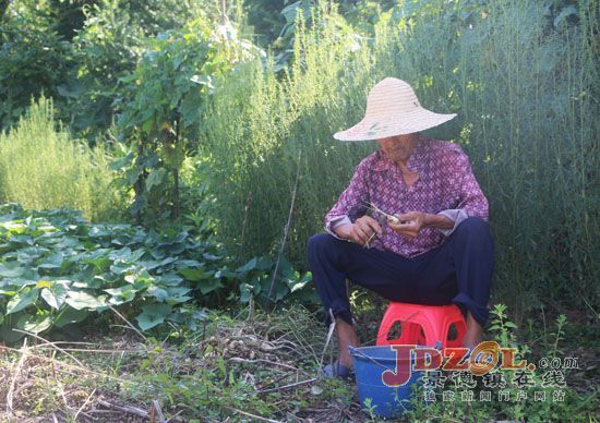 乐平市洪岩镇吴家村大力实施产业脱贫战略