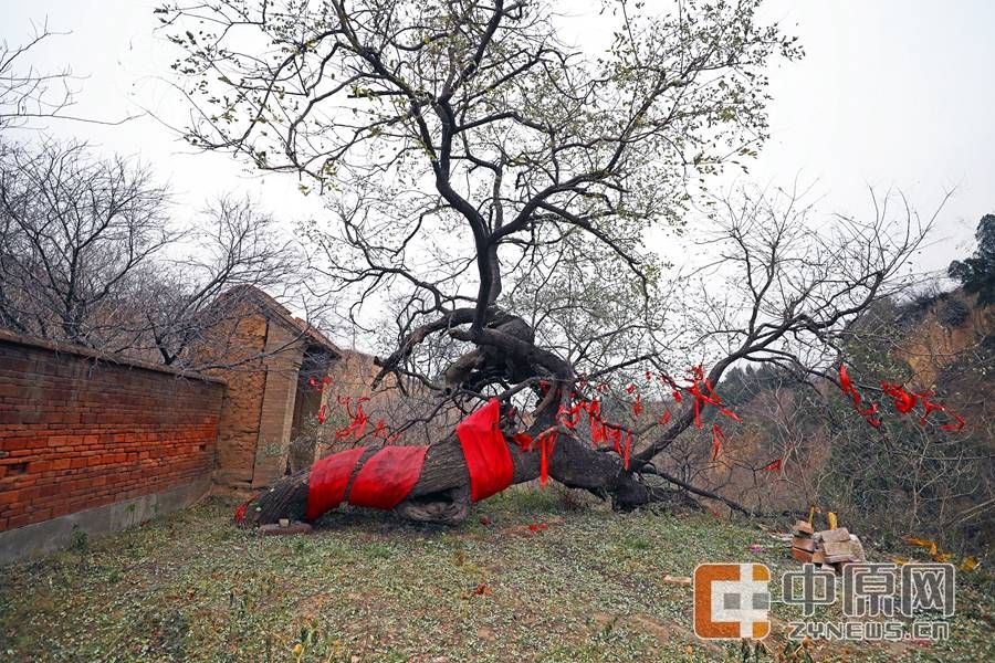 【学思践悟十九大】第一书记讲好故事④|大槐树下的第一书记