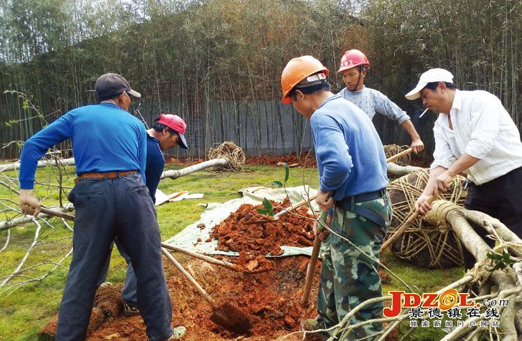 [双创双修]瓷都大道环境改造提升现场见闻