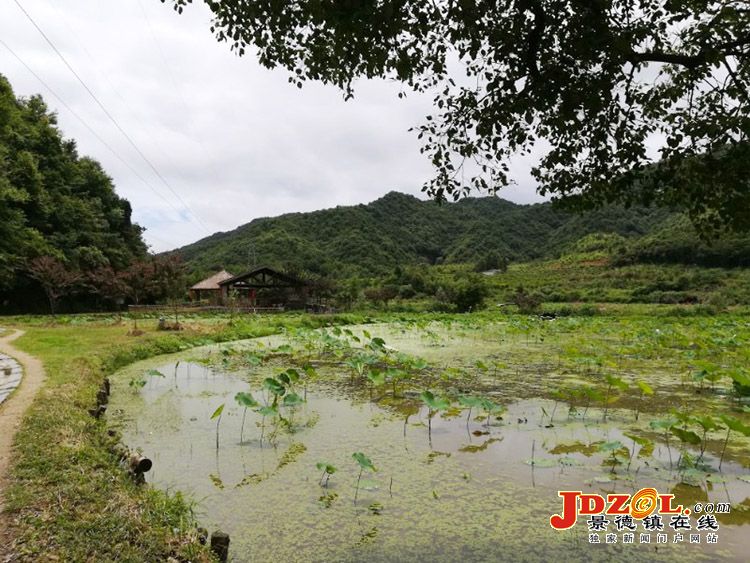 [双创双修]进坑村：打造四季花海乡村景观