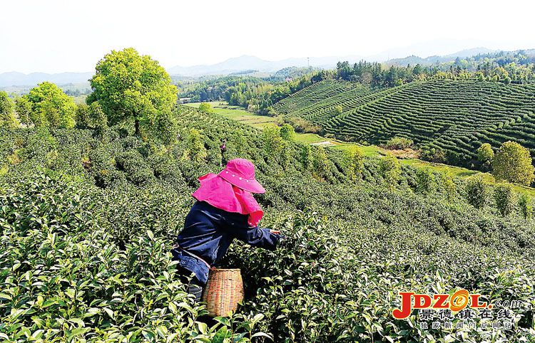 乐平市高家镇白茶成为当地农民“绿色银行”
